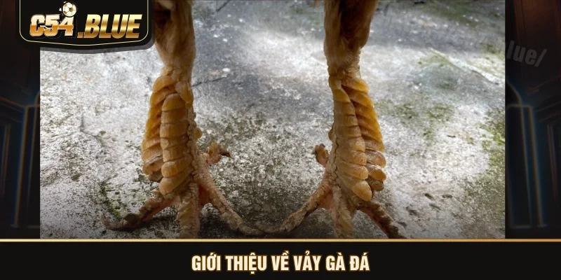 Giới thiệu về vảy gà đá Giới thiệu về vảy gà đá